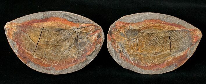 Boreosomus Fossil Fish From Madagascar - Triassic #16748
